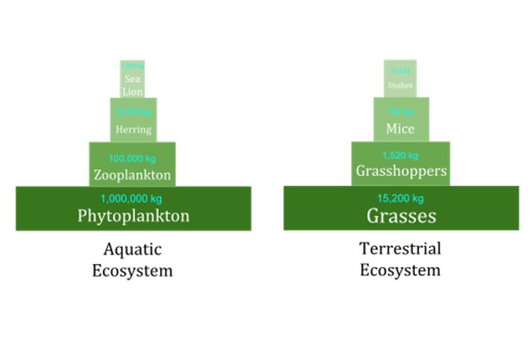 Piramida biomassa ekosistem perairan dan ekosistem darat