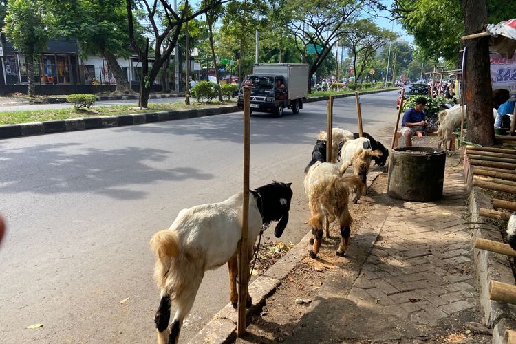 Domba Etawa Jadi Favorit, Dadakan Dipajang di Pinggir Jalan Soekarno Hatta Semarang