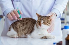 Simak, Ini Persiapan Sebelum dan Sesudah Vaksin Rabies untuk Kucing