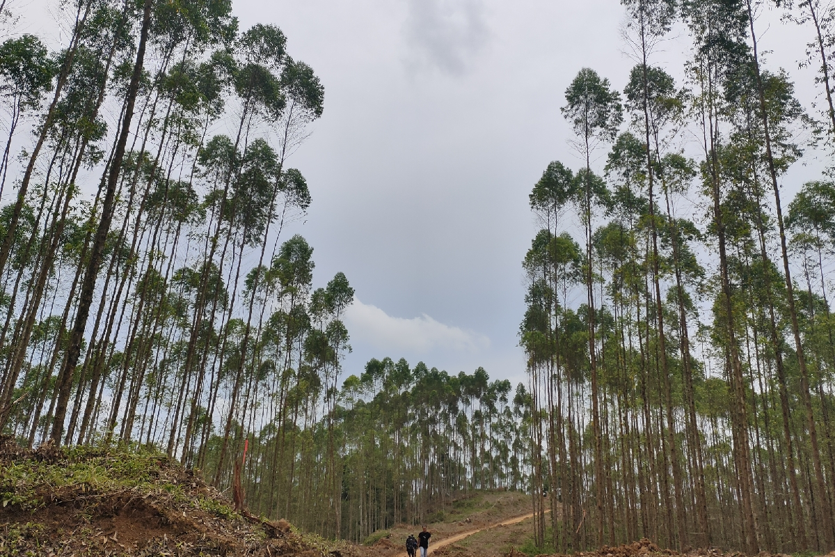 Gambaran akses menuju lokasi titik nol Ibu Kota Negara di Kabupaten Penajam Paser Utara, Kalimantan Timur, Senin (12/4/2021).