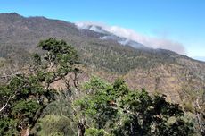 Kebakaran Hutan, Pos Pendakian Gunung Argopuro Ditutup Sementara