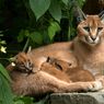 Mengenal Kucing Caracal yang Eksotis Asal Afrika, Bisakah Dipelihara?