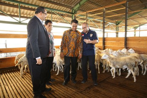 Indonesia Siap Ekspor 60.000 Ekor Domba ke Malaysia
