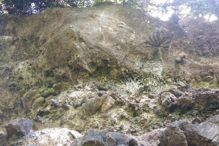 Fosil Kima di Tebing Gamping Teluk Nangamiro, Desa Nangamiro, Kecamatan Pekat.
