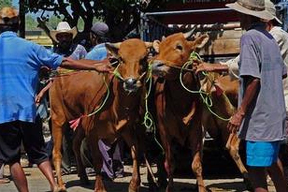 Seiring meningkatnya harga daging sapi, harga sapi lokal di Madura juga mengalami kenaikan harga. Ini diprediksi akan terjadi selama tiga bulan ke depan.