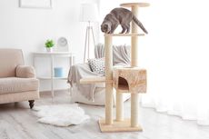 10 Tips Dekorasi Rumah yang Ramah untuk Kucing Peliharaan