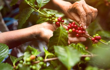 Ilustrasi buah kopi, biji kopi. 