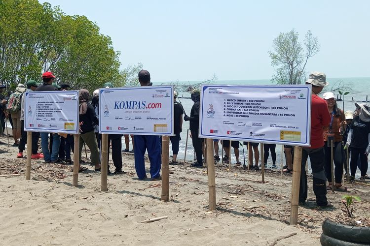 Kegiatan penanaman mangrove dalam rangkaian program Wali Asuh Mangrove di Subang, Kamis (10/10/2024)