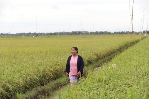Kadis Dinas Hortikultura dan Peternakan Kalteng Bantah Kabar Food Estate Gagal Panen