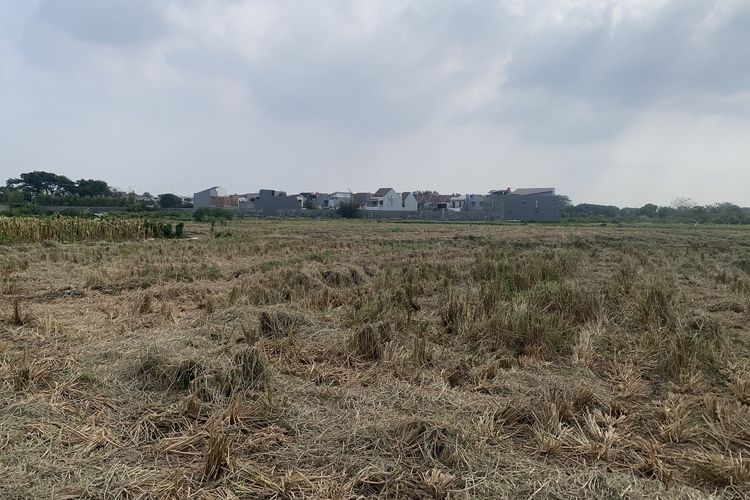 Di Balik Gang Sempit Cakung Jaktim, Ada Sawah dan Kebun Menghidupi Warga