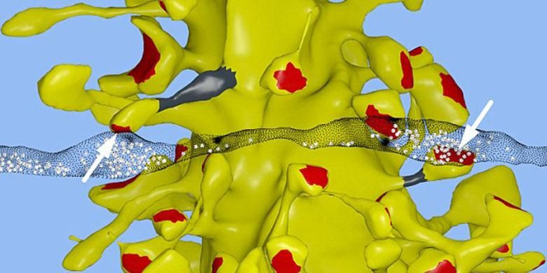 Sebuah neuron (kuning) kadang terhubung ke axon dari neuron lain (pita hitam transparan) di dua lokasi berbeda, dalam contoh ini ditandai dengan anak panah