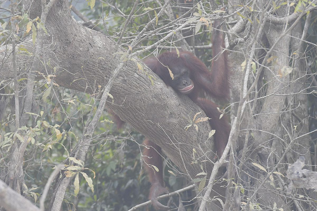 Seekor orangutan (Pongo pygmaeus) berada di lokasi pra-pelepasliaran di Pulau Kaja, Sei Gohong, Palangkaraya, Kalimantan Tengah, Kamis (19/9/2019). Sebanyak 37 orangutan yang dirawat di pusat rehabilitasi Yayasan BOS (Borneo Orangutan Survival) di Nyaru Menteng, Palangkaraya, terjangkit infeksi saluran pernapasan akibat menghirup kabut asap dari kebakaran hutan dan lahan.