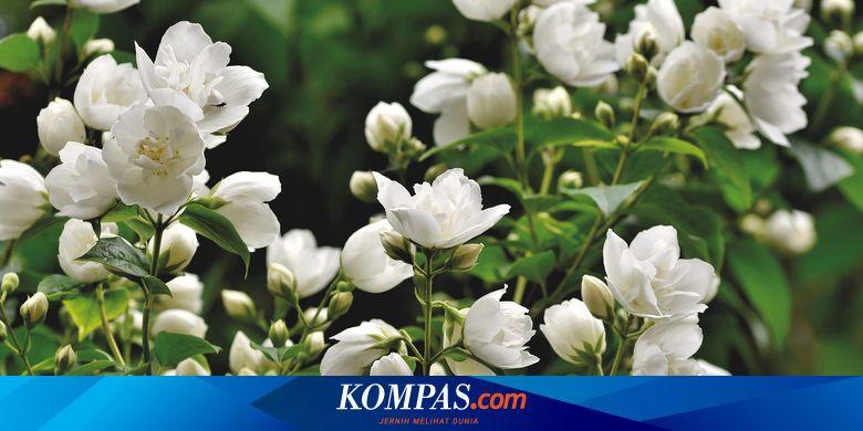 Manfaat Bunga Melati dan Cara Menanamnya