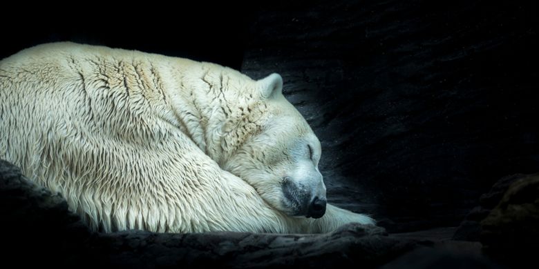 Ilustrasi hibernasi beruang kutub. Hewan berhibernasi untuk menurunkan metabolisme sebagai upaya bertahan hidup. Penelitian mencoba melihat potensi dan manfaat hibernasi jika dilakukan manusia.