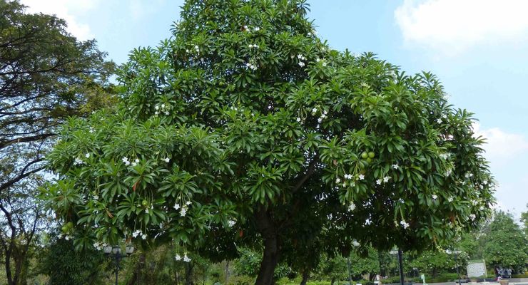 Mengenal Bintaro, Pohon Beracun yang Kerap Ditanam di Perumahan