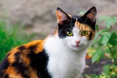 Pengurus RW Izinkan Warga hingga Satpol PP Datangi Rumah Pemberi Makan Kucing Liar, Pencinta Hewan: Itu Langgar Privasi