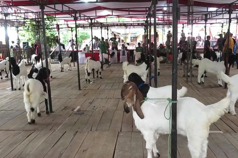 Kontes Kambing Berharga Ratusan Juta Rupiah Tingkat Nasional 2023 Digelar di Purworejo