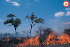 2.000 Hektar Hutan di Pasadena AS Terbakar, WNI Tetap Aman