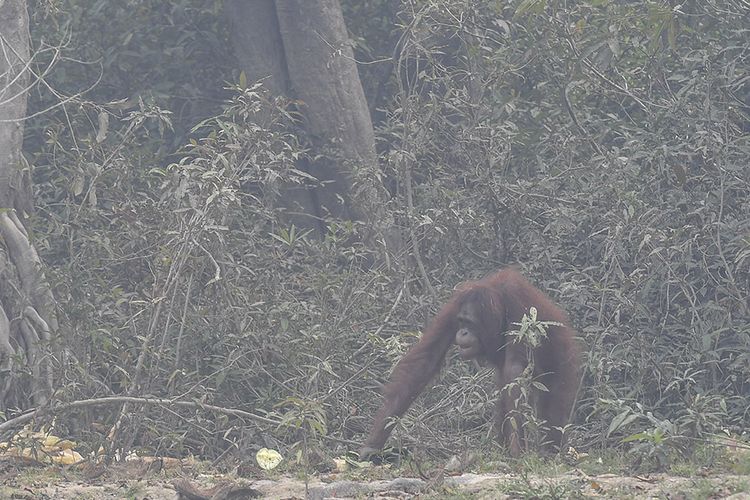 Seekor orangutan (Pongo pygmaeus) berada di lokasi pra-pelepasliaran di Pulau Kaja, Sei Gohong, Palangkaraya, Kalimantan Tengah, Kamis (19/9/2019). Sebanyak 37 orangutan yang dirawat di pusat rehabilitasi Yayasan BOS (Borneo Orangutan Survival) di Nyaru Menteng, Palangkaraya, terjangkit infeksi saluran pernapasan akibat menghirup kabut asap dari kebakaran hutan dan lahan.