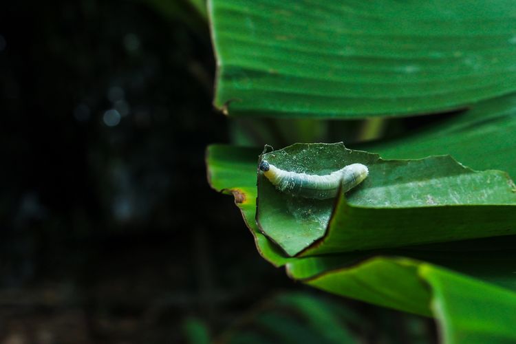 Serangan ulat penggulung daun pisang