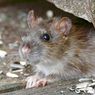 Cara Aman Membersihkan Kotoran Tikus agar Tidak Tertular Penyakit