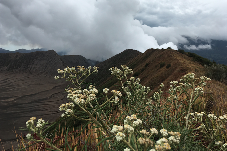 Edelweiss Bromo