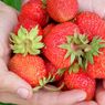 Mau Turun Berat Badan? Ini 14 Asupan yang Bisa Bantu Kurangi Lemak