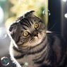 Pemilik Wajib Tahu, Ini 7 Hal yang Dibenci Kucing dan Bis Bikin Stres