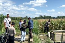 Petani di Blitar Syok Saat Tengok Sawahnya, Jagung Manis Siap Panen Dicuri