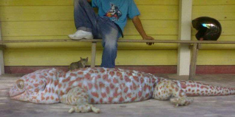 tokek di dalam rumah tokek di dalam rumah