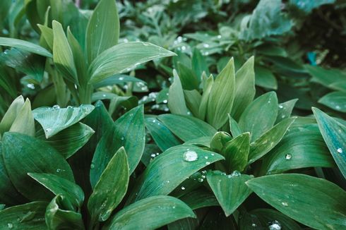 Apa Fungsi Amiloplas pada Sel Tumbuhan?