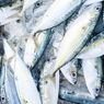 Cara Mengurangi Kandungan Merkuri dalam Ikan Tuna Akhirnya Ditemukan