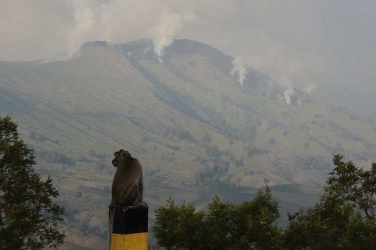 Seekor monyet ekor panjang (Macaca fascicularis) berada di sekitar Pos Jemplang, Lumajang, Jawa Timur, Kamis (7/9/2023). Balai Besar Taman Nasional Bromo Tengger Semeru (BB TNBTS) menutup total aktivitas wisata dari semua pintu masuk menuju kawasan Gunung Bromo, penutupan tersebut dilakukan untuk kelancaran proses pemadaman dan keamanan pengunjung akibat kebakaran yang terjadi di Blok Savana Lembah Watangan atau Bukit Telletubies pada Rabu (6/9). 