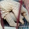 2 Terdakwa Penjual 14 Kilogram Sisik Trenggiling di Kalbar Divonis 1 Tahun Penjara
