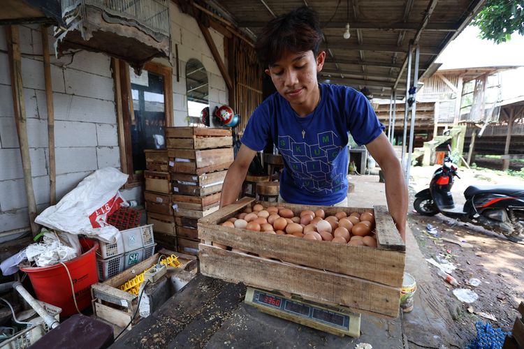 Peternak ayam petelur menimbang telur usai panen di kawasan Cibinong, Kabupaten Bogor, Selasa (23/8/2022). Dalam dua pekan ini harga telur terus mengalami kenaikan harga. Ditingkat peternak harga telur dijual Rp 28.500 per kilogram. Sedangkan di pedagang harga telur mencapai Rp 31.000 per kilogram.