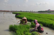 3 Cara Menanam dan Memperbanyak Tanaman Stroberi di Rumah