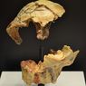Homo Antecessor, Manusia Purba Jenis Homo Tertua di Eropa Barat
