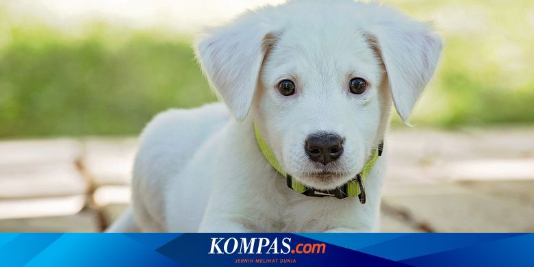 Yang Perlu Diajarkan pada Anak Anjing sebelum Berusia 1 ...