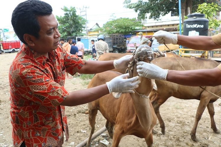 Petugas Dinas Pertanian dan Peternakan Kita Mataram memeriksa sapi dari narmada, Lombok Barat yang diduga terpapar PMK karena mulutnya berbusa sebelum masuk ke kawasan pasar hewan Selagalas Kota Mataram, Selasa sore (17/5/2022).