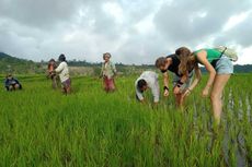 Turis dari Swiss Ikut Menyiang Rumput Bersama Petani di Manggarai Timur NTT