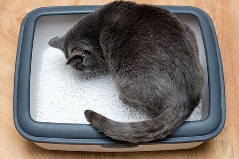Kenapa Kucing Tidur di Dalam Kotak Pasirnya? Cermati 2 Faktor Ini