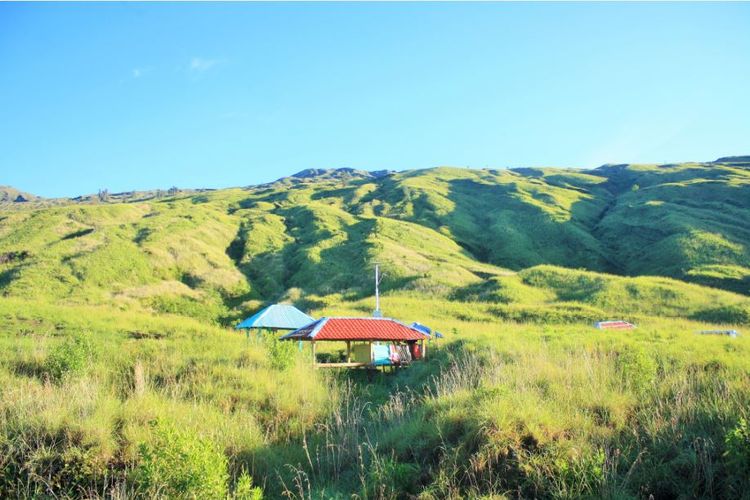 Padang savana di Taman Nasional Gunung Tambora, lokasi ini berada di ketinggian 1.823 meter di atas permukaan laut. 