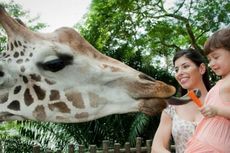 4 Kebun Binatang Keren di Singapura untuk Wisata Keluarga