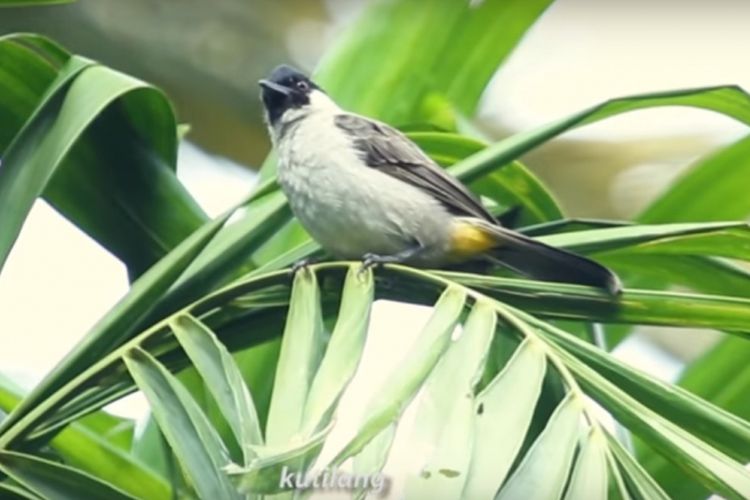 Salah satu burung Kutilang di Istana