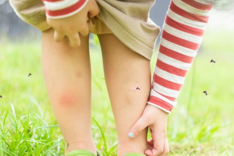 Ilustrasi nyamuk menggigit manusia.