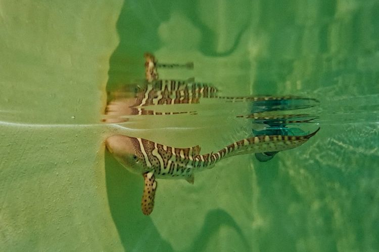 3 Anakan Hiu Belimbing Dilepasliarkan di Pulau Wayang Raja Ampat