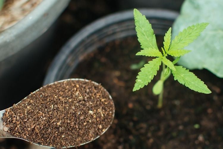 Ilustrasi pemberian pupuk organik untuk tanaman.