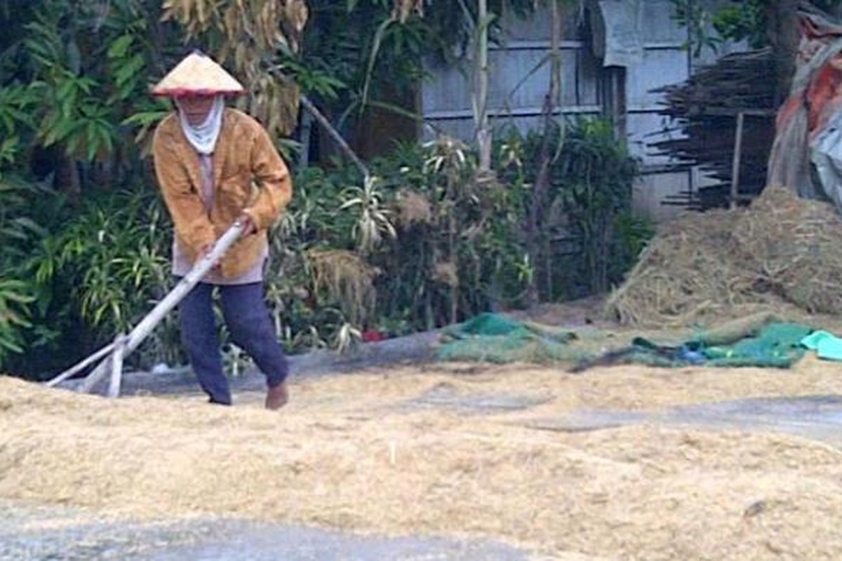 Perempuan pekerja tengah menjemur gabah di pelataran penggilingan padi di Desa Pengkol, Kecamatan Penawangan, Kabupaten Grobogan, Jawa Tengah, Kamis (7/3/2013).