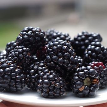 Buah blackberry, cara menanam blackberry