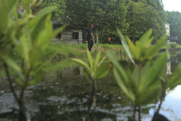 Petani tambak ikan bandeng dan udang windu di Desa Simpang Tiga Abadi, Kecamatan Tulung Selapan, Kabupaten Ogan Komering Ilir (OKI), Sumatera Selatan menanam pohon mangrove untuk mencegah terjadinya air pasang dari laut.